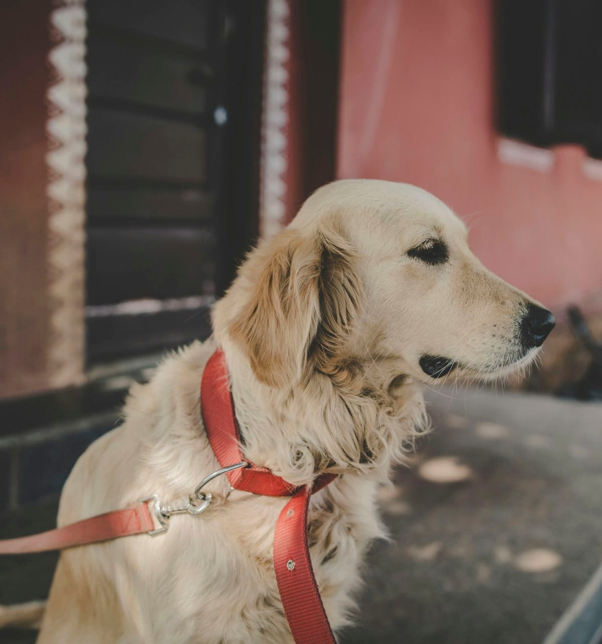 Dog photo: How Much Better is a Dog's Sense of Smell Than a Human’s?