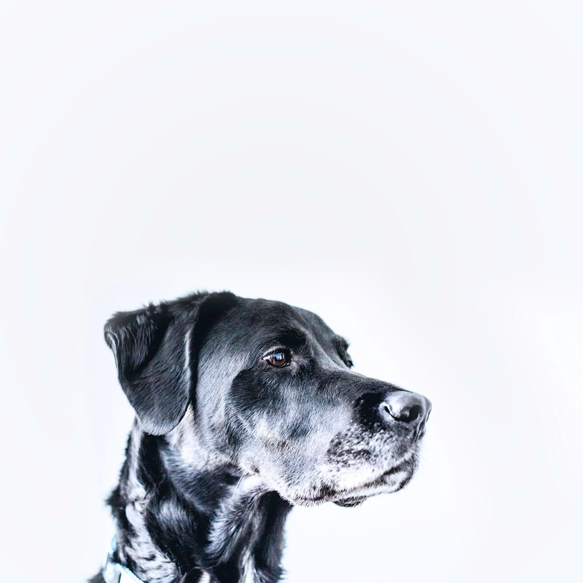 Dog photo: What Are the Rarest Dog Breeds?