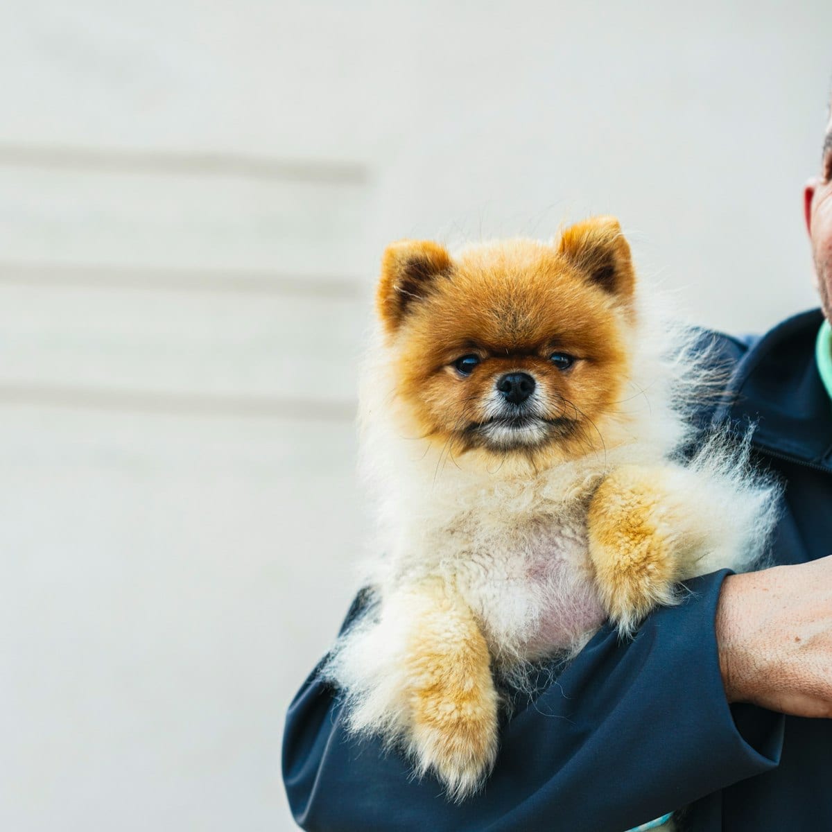 Dog photo: Canine Health and Wellness