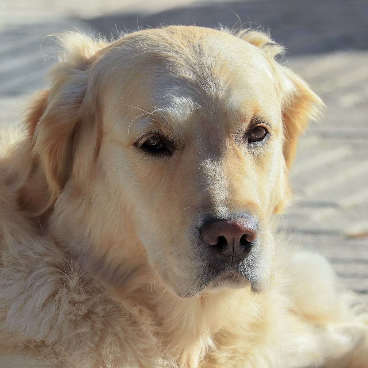 Dog photo: How to Care for a Pet Fox: Diet, Needs, Exercise, and More