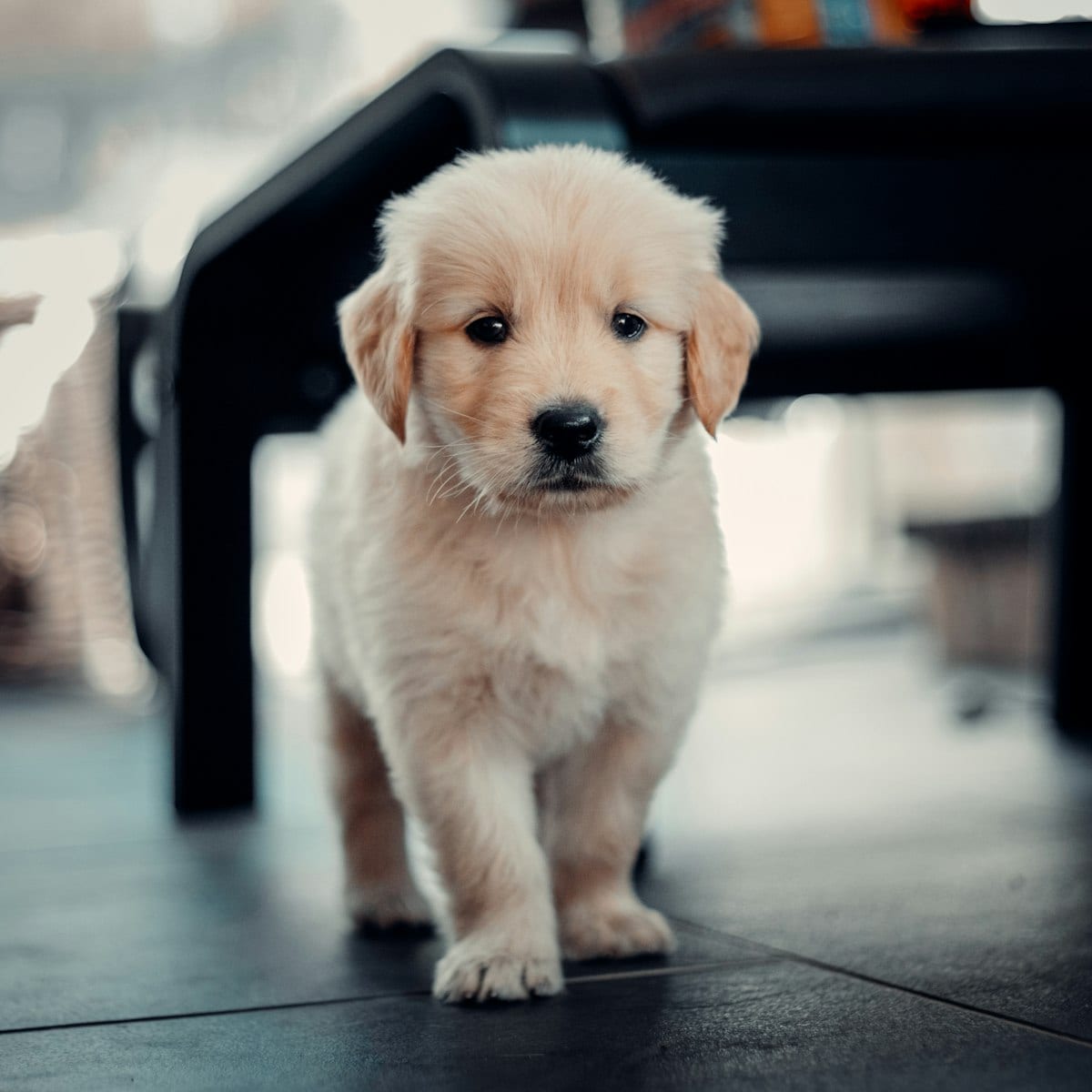 Dog photo: Got a Fetch Fanatic? These Dog Toys Will Keep the Game Going
