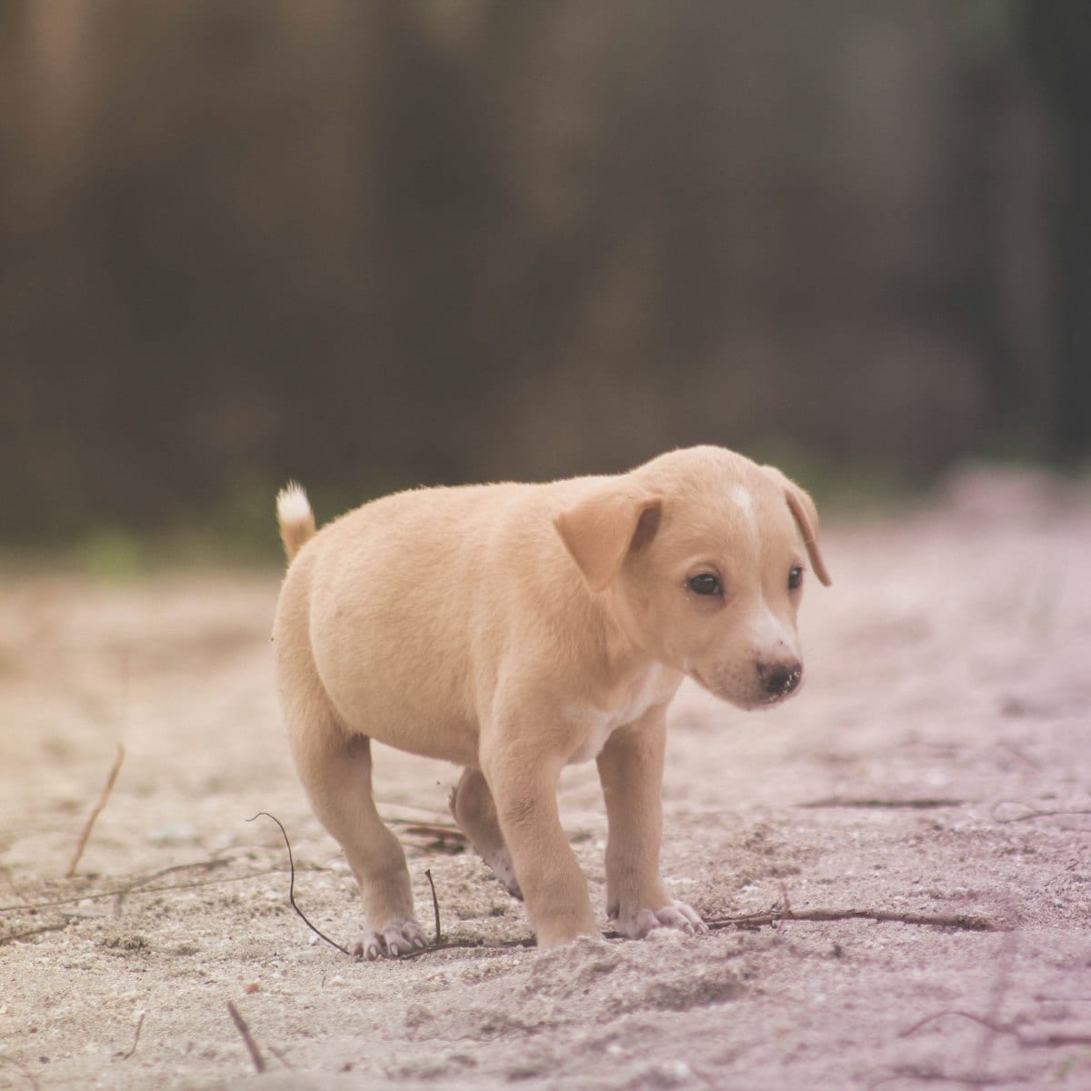 Dog photo: Supplements Worth Discussing With Your Vet