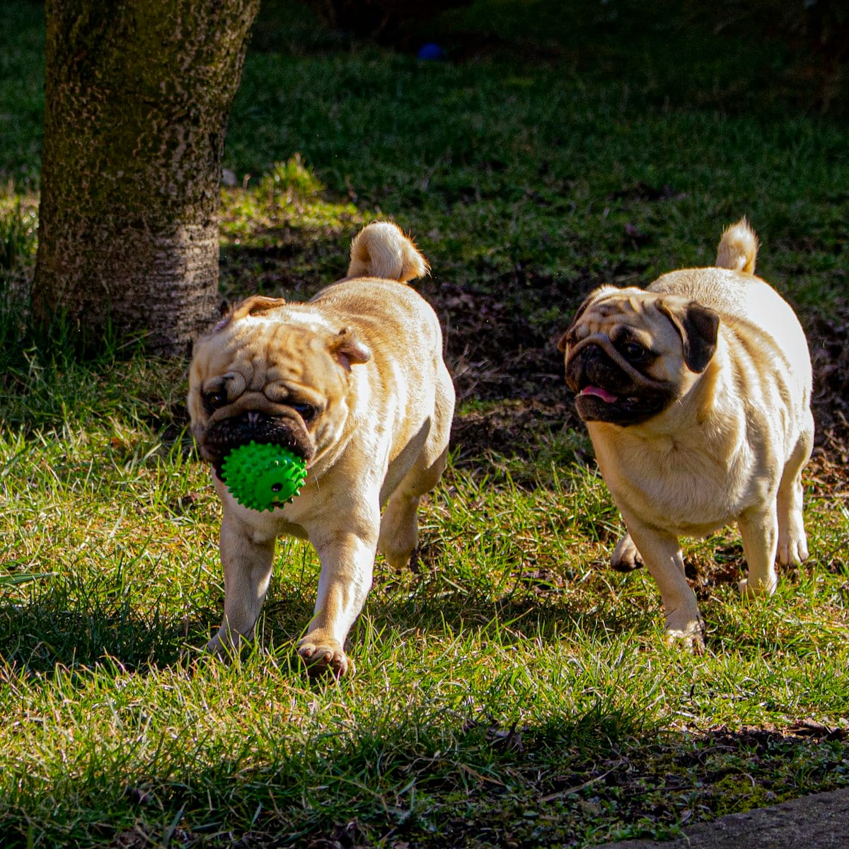 Dog photo: This Secret Amazon Hack Could Save You Up to 50% on Dog Essentials