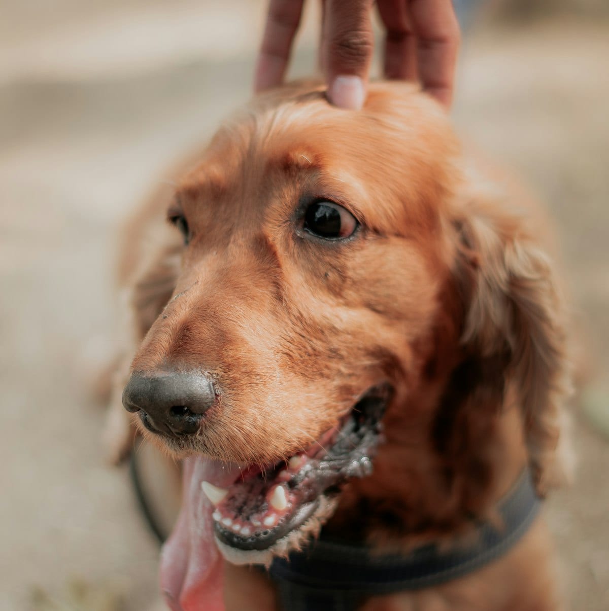 Dog photo: Pedigree Recalls Dog Food Due to Hazardous Contaminants