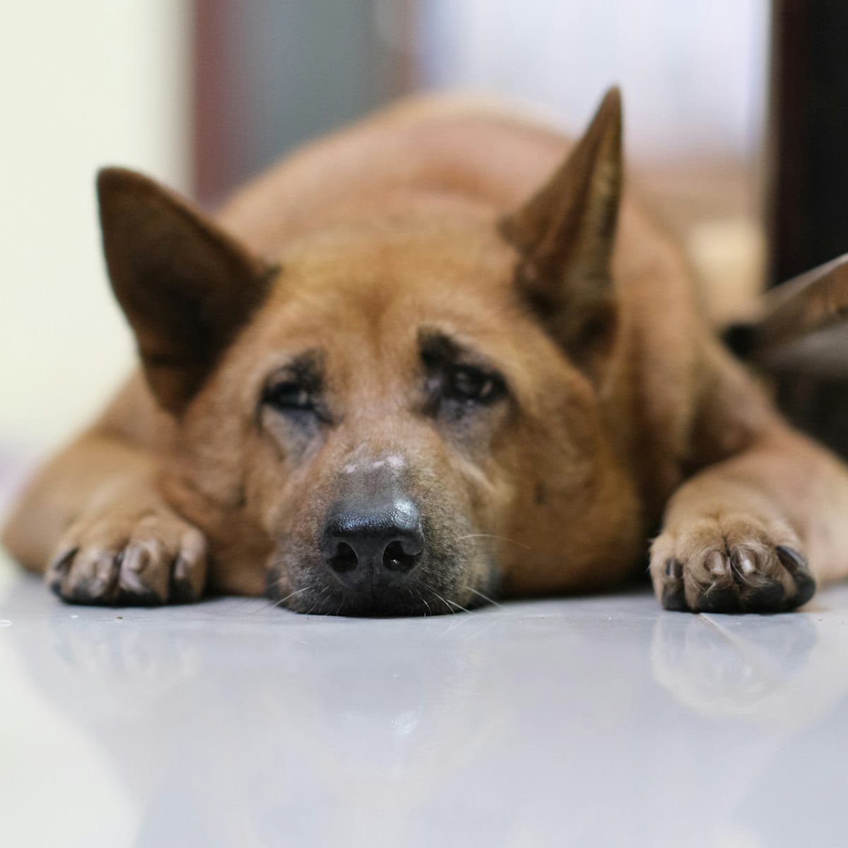 Dog photo: 13 All-American Dog Breeds Born In The USA
