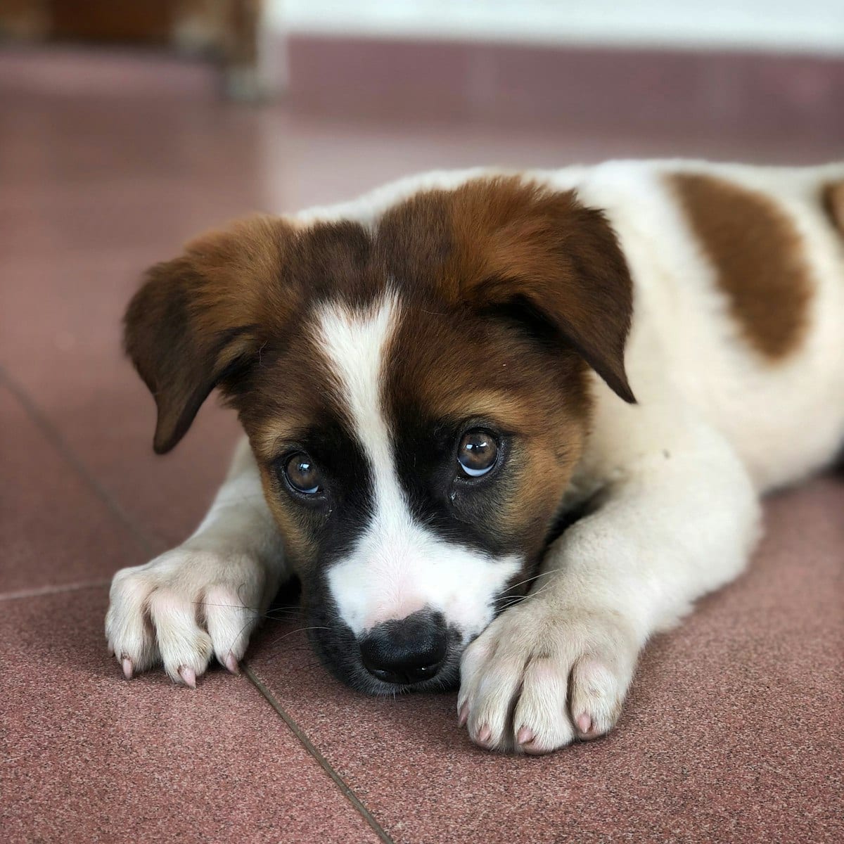 Dog photo: How to Stop Your House From Smelling Like Dog (Without Covering It Up)