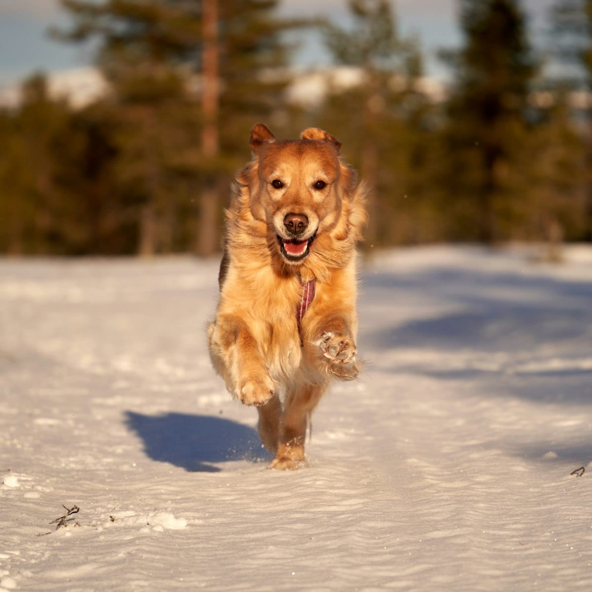 Dog photo: The Honest Kitchen vs. Instinct: Who Wins? [2026]