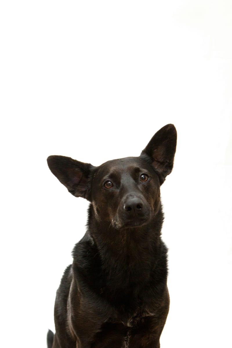 Dog photo: Puzzle Feeders for Fast Eaters