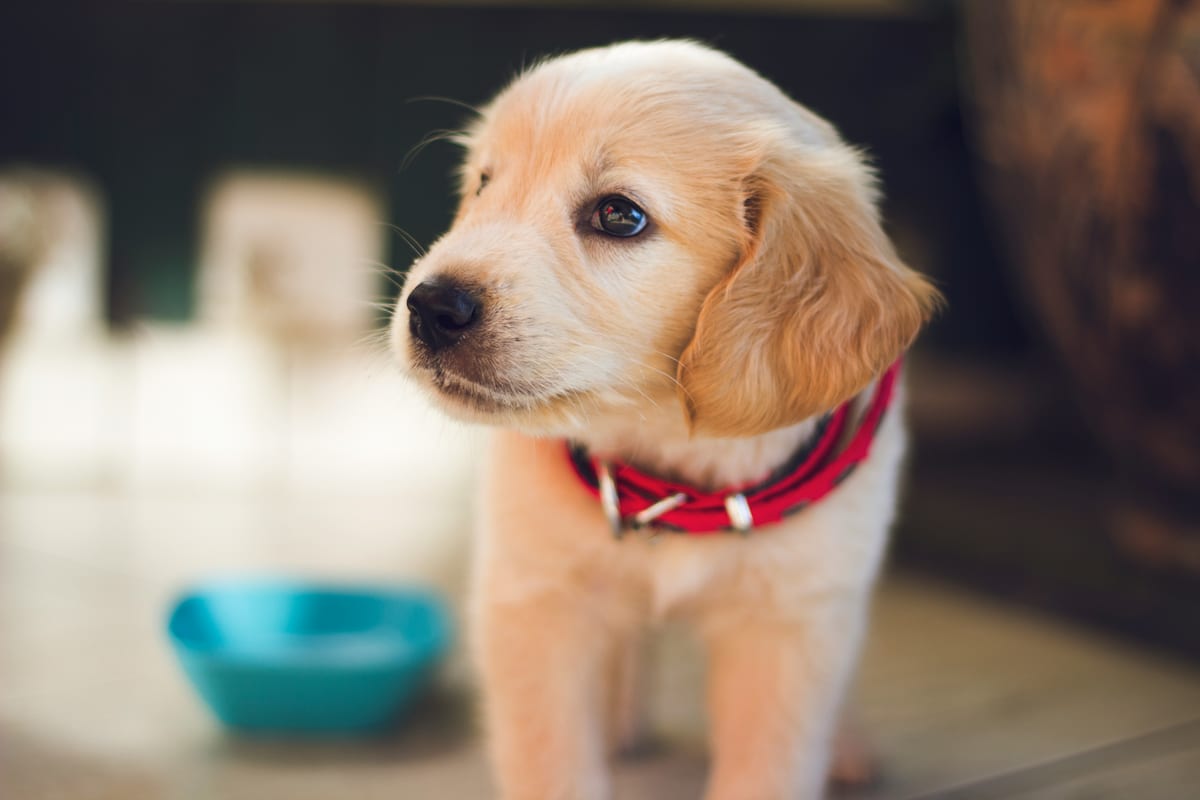 Dog photo: Best Dog Crates for Travel and Home