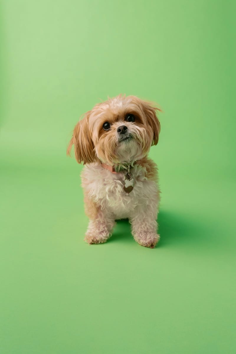 Dog photo: First-Time Owner Friendly Breeds