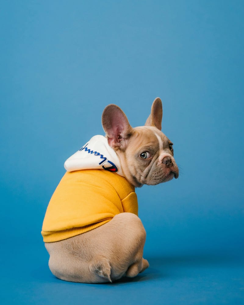 Dog photo: Choosing a Puppy Class