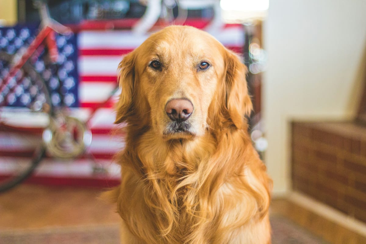 Dog photo: Elevated Feeders: Pros and Cons