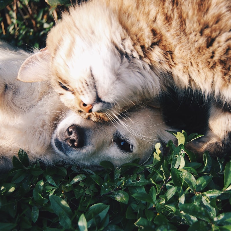 Dog photo: English vs. American Labrador Retrievers: What's the Real Difference?