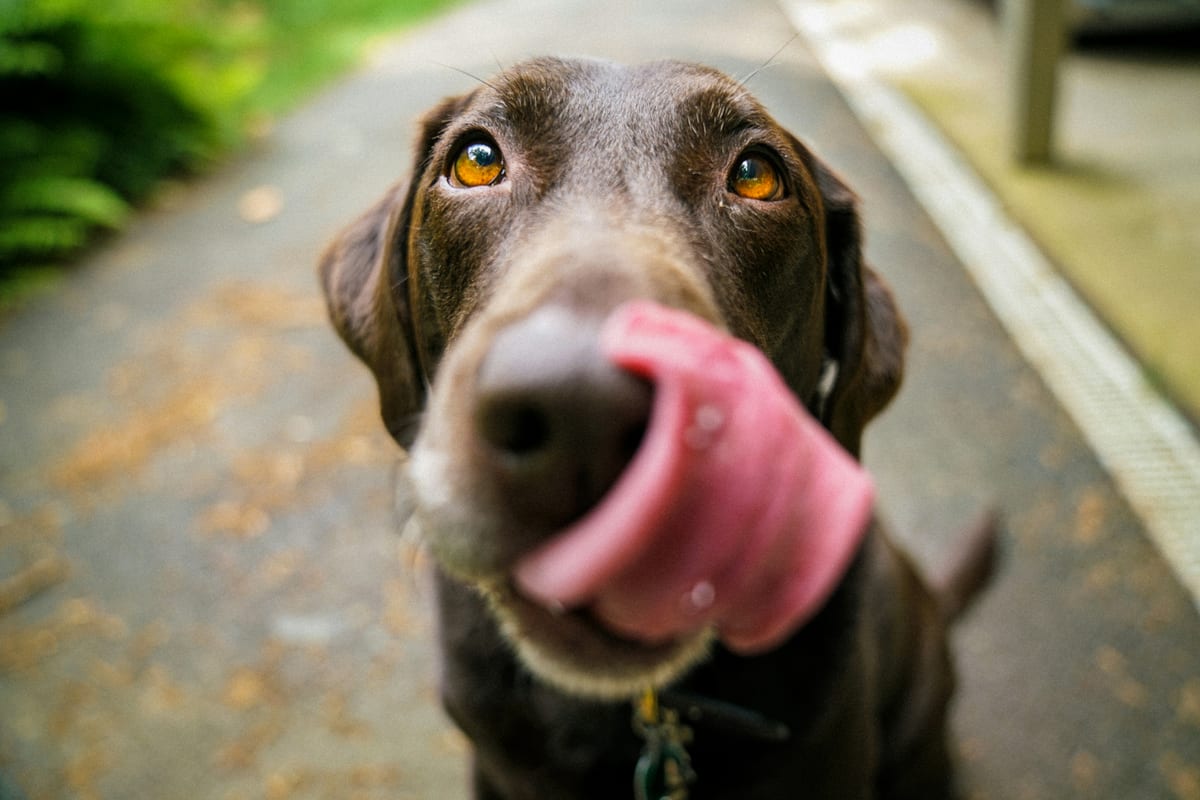 Dog photo: Living with a High-Energy Working Breed