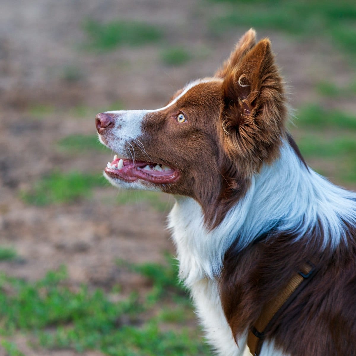 Dog photo: Handling Grooming Without Stress