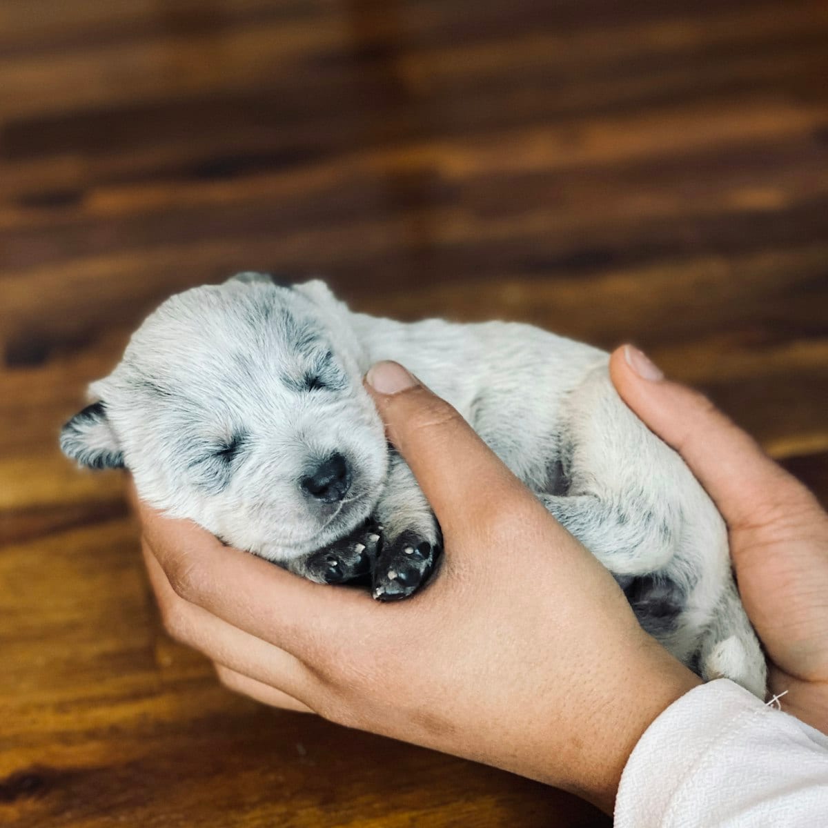 Dog photo: Safe Human Foods as Training Treats